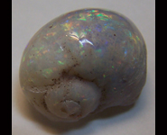 Gastéropode - Escargot marin fossilisé et opalisé provenant de Coober Pedy Australie