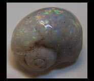 Coquillage fossilisé et opalisé Coober Pedy Australie - escargot rostre bélemnite bivalve