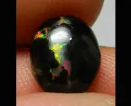 BOIS FOSSILE OPALISE INDONESIE