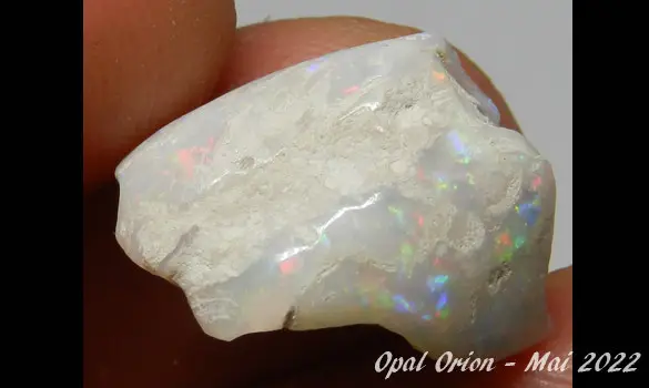 FOSSILE OPALE COQUILLAGE Opalisé