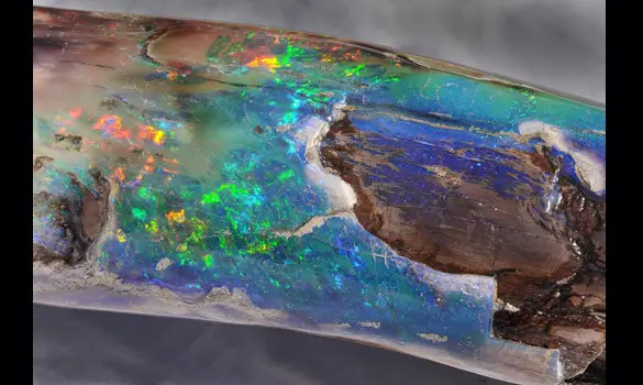Opalized wood USA