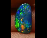 OPAL DOUBLET SHELL FOSSIL AUSTRALIA