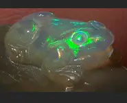NETSUKE FROG CARVING BLACK OPAL WELO