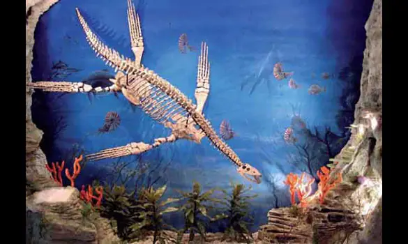 The Opal Story - English Version Report