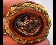 OPALE KOROIT 74 CT QUEENSLAND